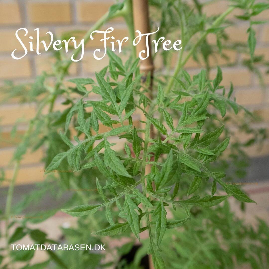 Silvery Fir Tree